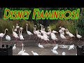 Flamingos At Disney S Animal Kingdom Lodge Jan 2017
