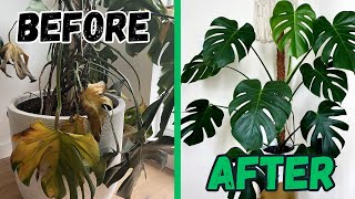 EASY Trick to Get ANY Plant Growing Again
