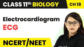 Electrocardiogram (ECG) - Body Fluids and Circulation | Class 11 Biology/NEET-AIIMS
