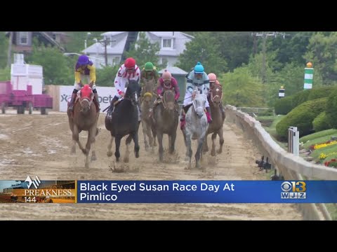 Black-Eye Susan Day At Pimlico