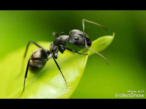 Комил Жураев. Чумолига хавасим келар.