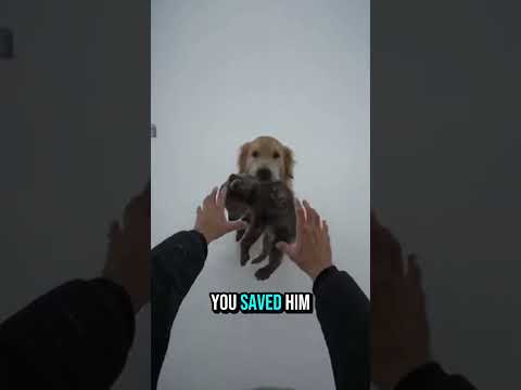 😱My Dog ran into the Avalanche alone to Save my Bear🐕