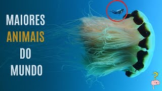 OS MAIORES ANIMAIS DO MUNDO!!