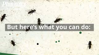 How Do Flies Survive the Winter?