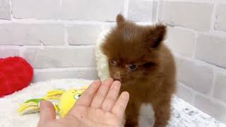 ハーフ犬の動画02