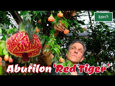 The Dazzling Abutilon 'Red Tiger' - The Perfect Plant for Any Outdoor Summer Garden!