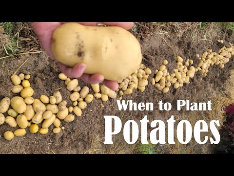 What Month Do You Plant Potatoes? When Do You Plant Potatoes? Spring & Fall Potato Planting