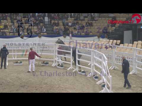 Holsteiner Körung 2019 - Nr. 26 Chavaros