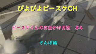 【チワワ】ピースケくんのお出かけ日記♯４ 散歩編