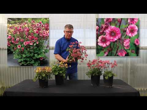 TERRA NOVA® Nurseries, Inc. - Geum