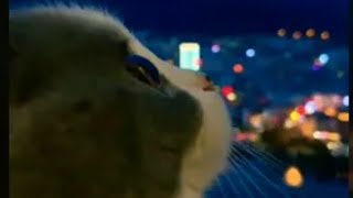 Download lagu Ayasa-The Reason Why Piano cover on a cat extended version complete mp3 Download lagu Ayasa-The Reason Why Piano cover on a cat extended version complete mp3