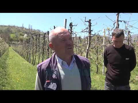 Kriza “shet” mollet edhe ne Diber  - News, Lajme - Vizion Plus