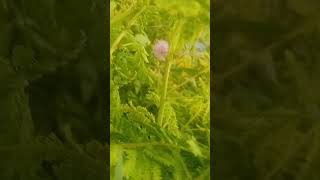 Download lagu kembang putri malu #jangkauanluas #interaksi #sorotan #vidio #semuaorang #fyp mp3