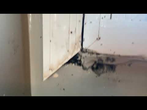 Large Carpenter Ant Colony in Neptune, NJ