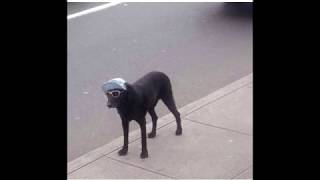 Cover art for Cheesecake  Screenz lol intro