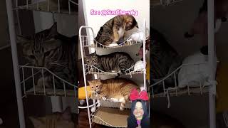 Download lagu KUCING LUCU WAKTU NYA BOBO ⁉️🥰@SusCha-v6g #shorts #Funny #dubbing mp3 Download lagu KUCING LUCU WAKTU NYA BOBO ⁉️🥰@SusCha-v6g #shorts #Funny #dubbing mp3