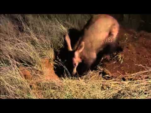 Wildlife Wonders- Aardvark