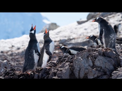 Photographing Antarctica: Moving from Moment to Narrative • Daily Dose of Nature