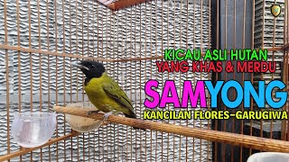 Download lagu SUARA HUTAN SI SAMYONG NTT BURUNG 1001 SUARA, BURUNG MISTIS ASLI NTT! mp3