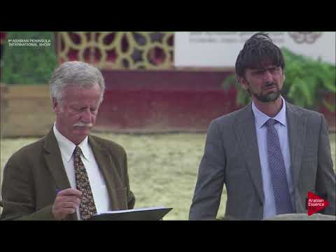 N.2 TAFASEEL AL FAHED - 2019 Qatar Int. Peninsula show - Yearling Fillies (Class 1A)