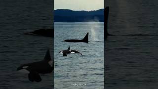 🐳 Orca (Killer Whales) 🐋 #Shorts