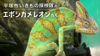 平塚市いきもの探検隊のエボシカメレオンたち