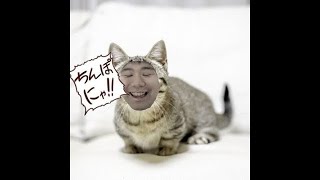 【初見歓迎】 最終日まで走るぞ！！ ALL1583から【デュエプレ】