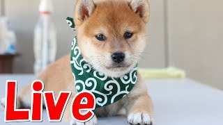 犬と猫とうさぎとインコのNyanTomoライブ！