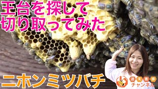 王台を探して切り取ってみた！【ニホンミツバチ開放巣】