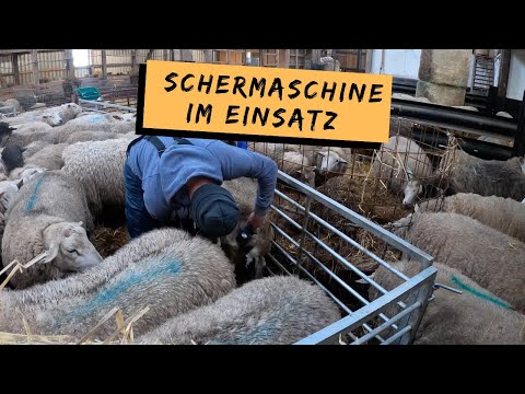 , title : 'Schafböcke mit NEUER Akku Schermaschine scheren | DEICHVLOG #69'