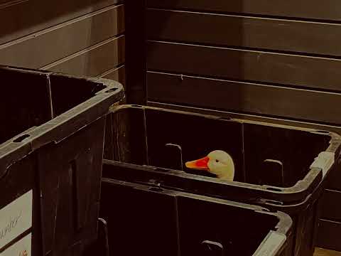 HYST - The One That Got Away (Bedroom Demo)