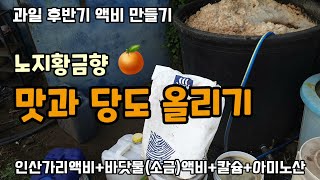 과일나무 후반기 당도 올리기 노지황금향의 맛과 당도를 위해 인산가리액비를  직접 발효해 만들어 사용합니다 바…