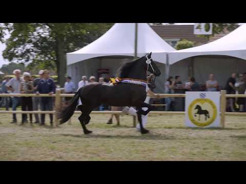 Kampioen fokdag Zuid-Nederland te Hilvarenbeek 2019