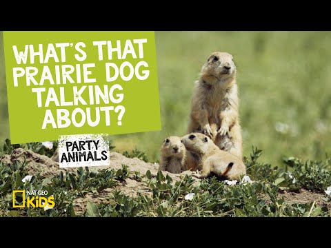 What's That Prairie Dog Talking About? | Party Animals