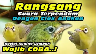 Download lagu Perangsang Suara Dengan Ciak Anakan Kecial Kuning #kecialkuninggacor #keciallombok #kecialngejos mp3 Download lagu Perangsang Suara Dengan Ciak Anakan Kecial Kuning #kecialkuninggacor #keciallombok #kecialngejos mp3