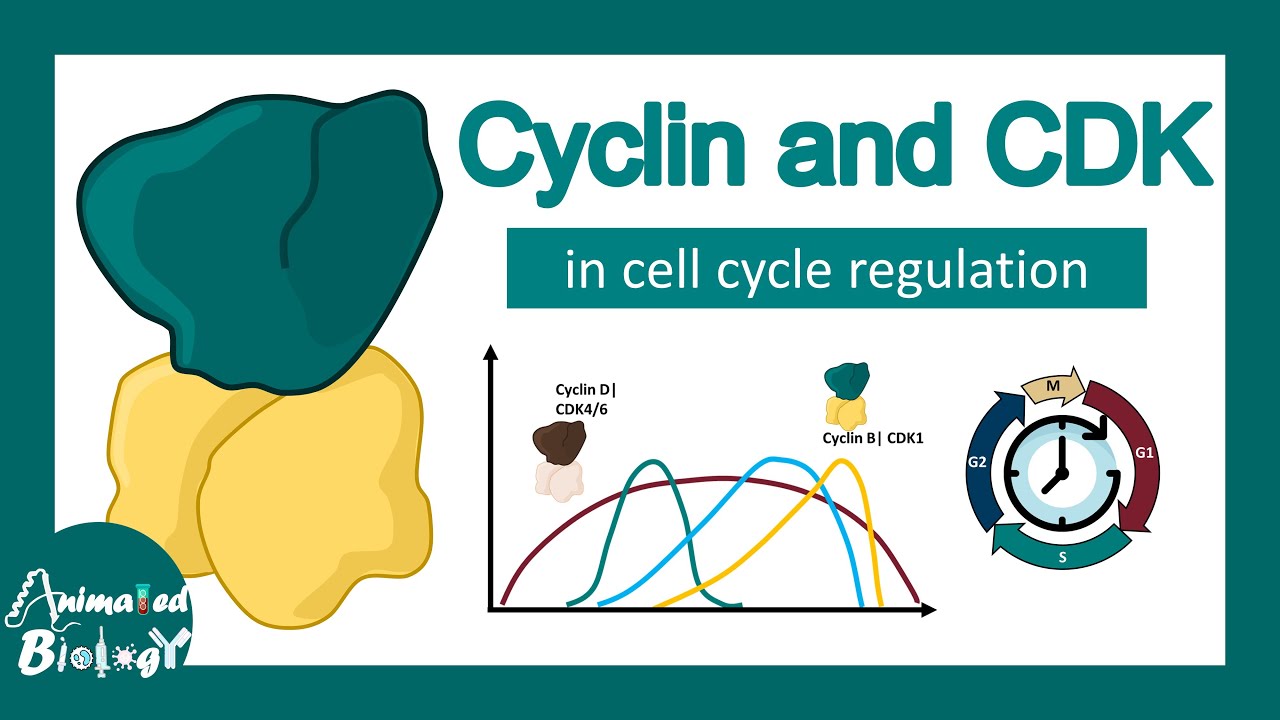 Understanding Cyclins and CDKs: Key Players in Cell Cycle Regulation ...