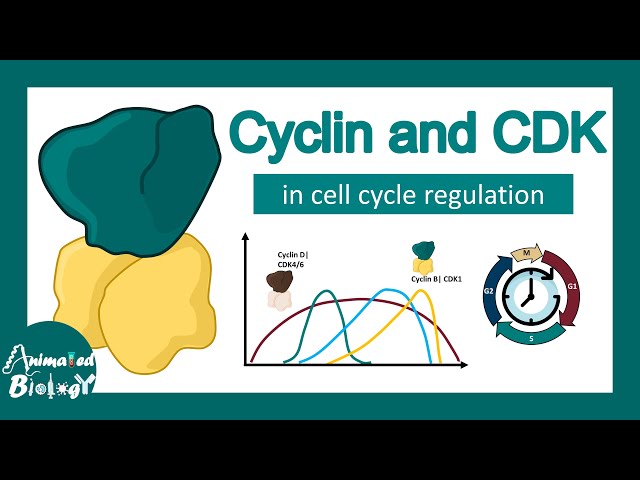 Understanding Cyclins and CDKs: Key Players in Cell Cycle Regulation ...