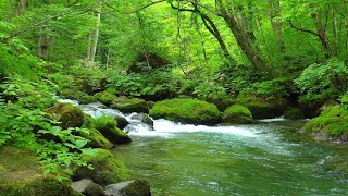 脳がリセットされるような川のせせらぎ・水の音・川の音・自然の音【勉強,作業,集中,睡眠,癒し,瞑想,リラックス,ASMR】