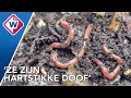 Gft-afval opruimen? Begin een wormenhotel in je tuin  - OMROEP WEST