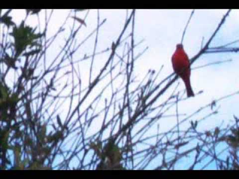 YO VIVO SOLO FARID ORTIZ