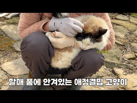 질투 많고 애정 결핍인 고양이를 어찌하면 좋단 말이오.