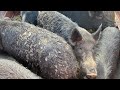 Pig Money! Moving BAD Hogs in Our Homemade Trailer