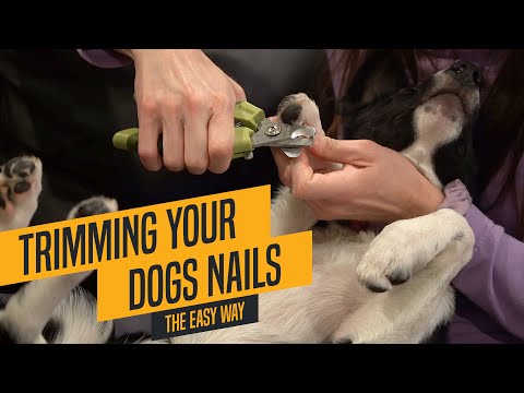 YouTube video about: How to cut dog's nails when they fight you?