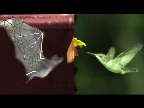 BAT Flight vs BIRDS, with SLOWMO, robots, swimming and treadmills - Smarter Every Day 87
