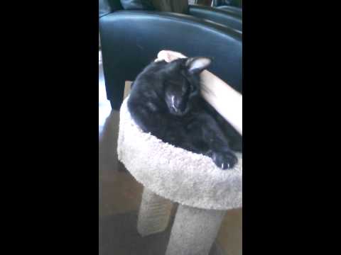 Crystal the Pet Nanny. LLC video.