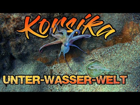 Korsika Schnorcheln [Unterwasserwelt Korsikas 4K]GoPro Hero 7 8 9 Black DJI Mini3 Pro Sony Alpha6400