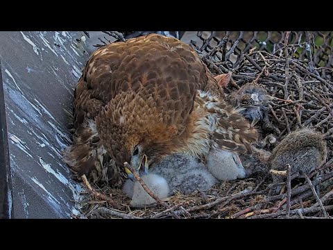 Big Red Preens Sleepy Cornell Hawks Chicks After Arthur Drops In With Prey – May 20, 2025