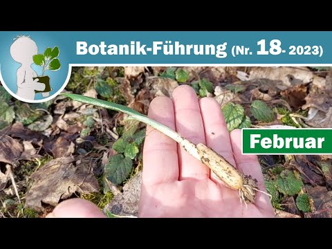 Einteilung von Pflanzen nach Lage ihrer Erneuerungsknospen (Pflanzen, Wildkräuter & Botanik-Wissen)