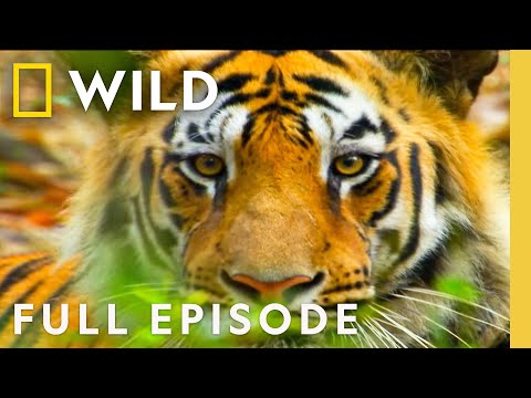 Tiger Jungles (Full Episode) | Secrets of Wild India | Nat Geo Animals