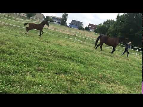 VITALIS Hengst Fohlen 2018